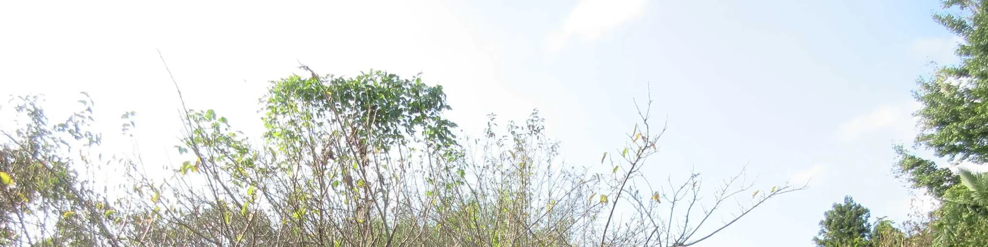 View 39