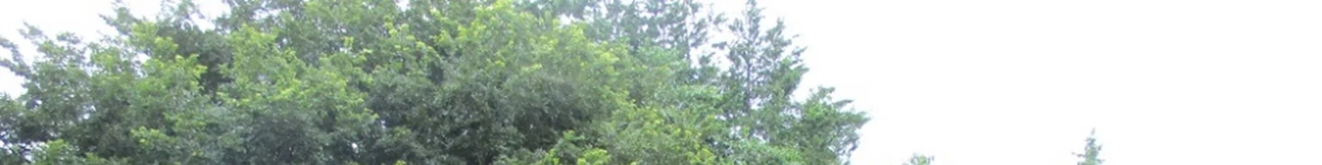 View 12