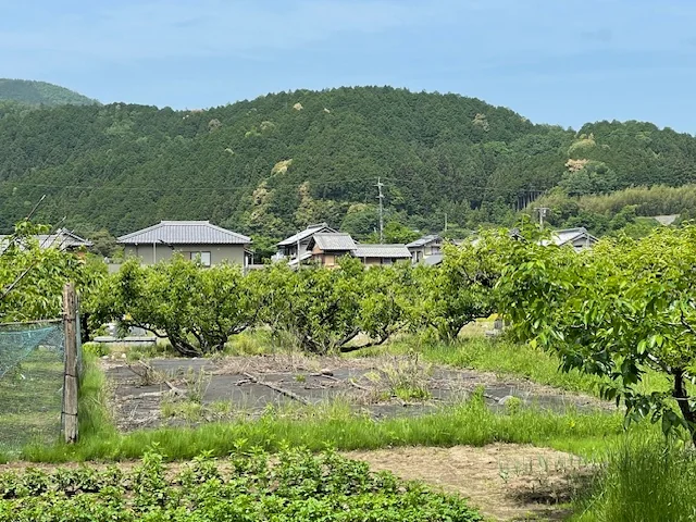View 43